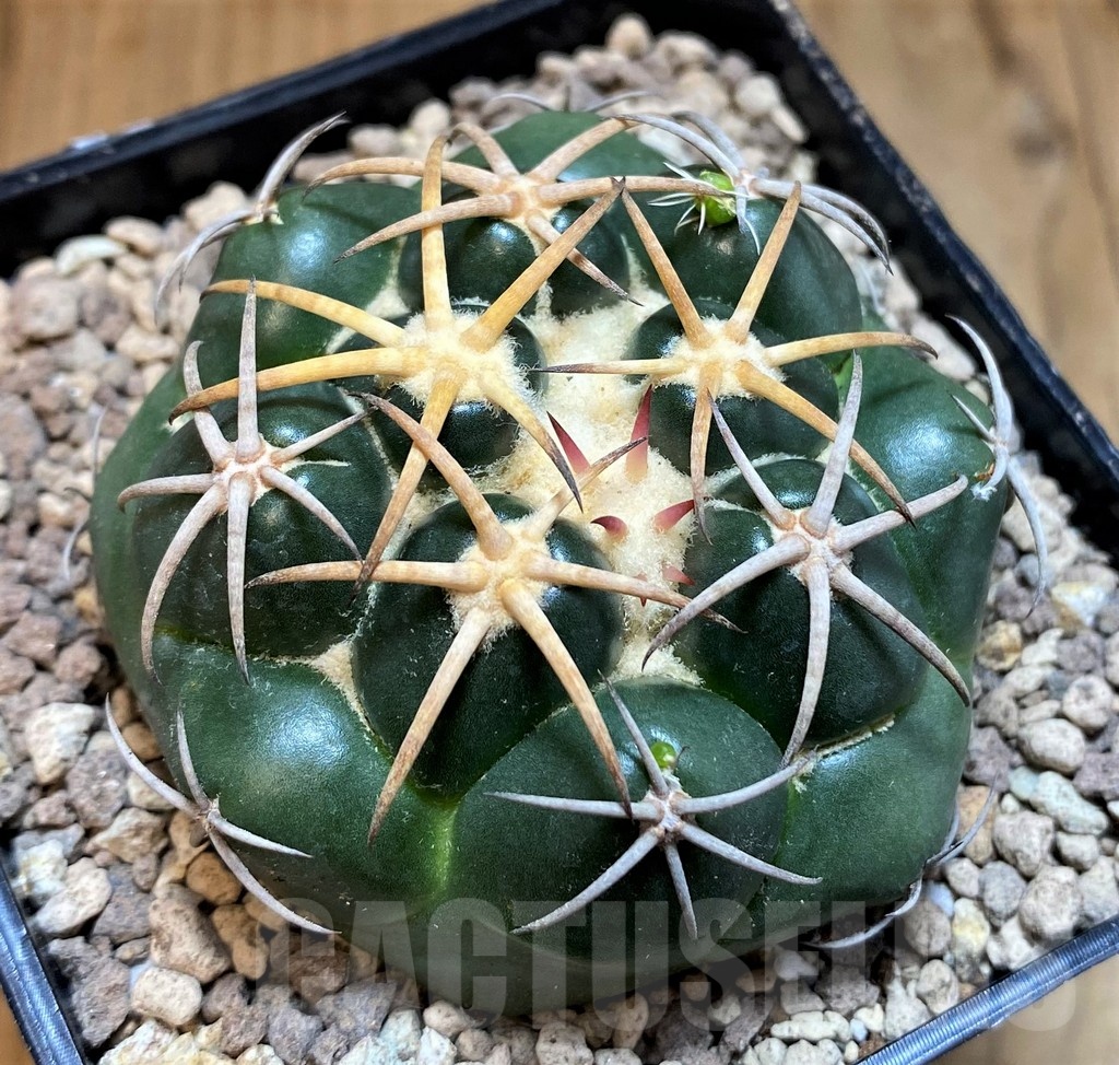 SH19459 Coryphantha elephantidens 'Purple Flower'