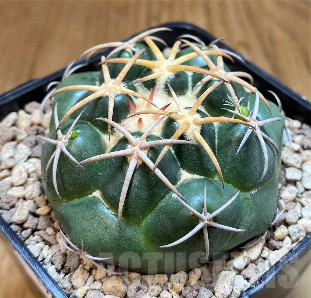 SH19459 Coryphantha elephantidens 'Purple Flower' - Image 2