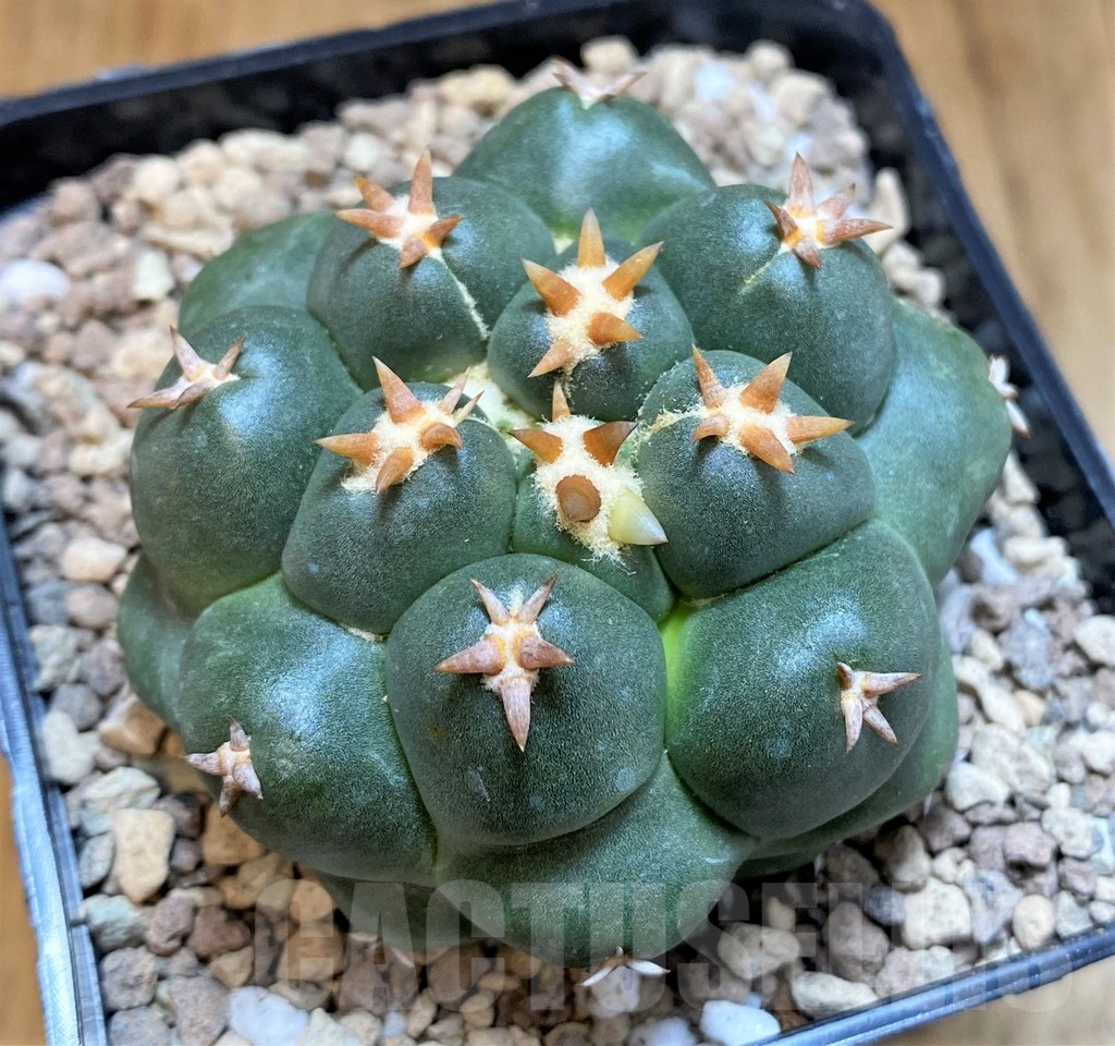 SH19464 Coryphantha elephantidens 'Titan'