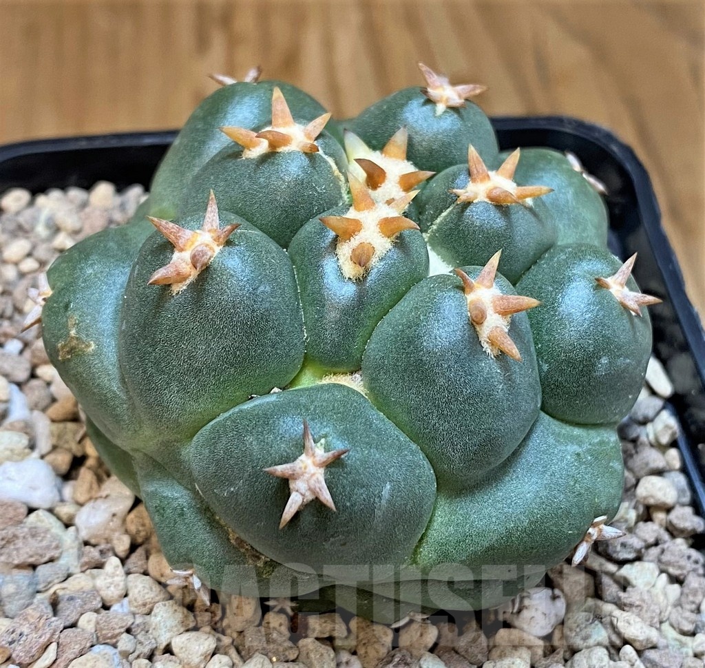 SH19464 Coryphantha elephantidens 'Titan' - immagine 2