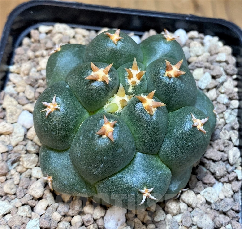 SH19465 Coryphantha elephantidens 'Titan' - immagine 2