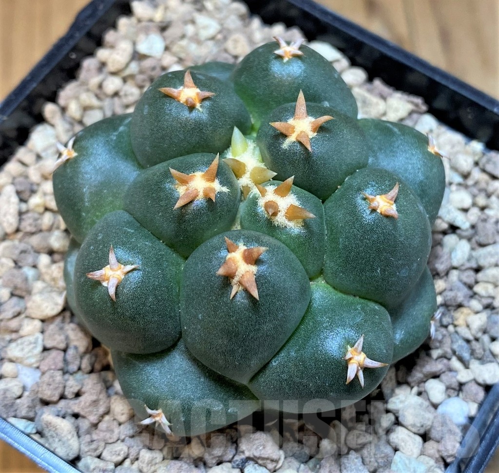 SH19465 Coryphantha elephantidens 'Titan'