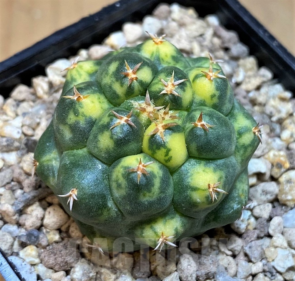 SH19466 Coryphantha elephantidens 'Titan' f. variegata
