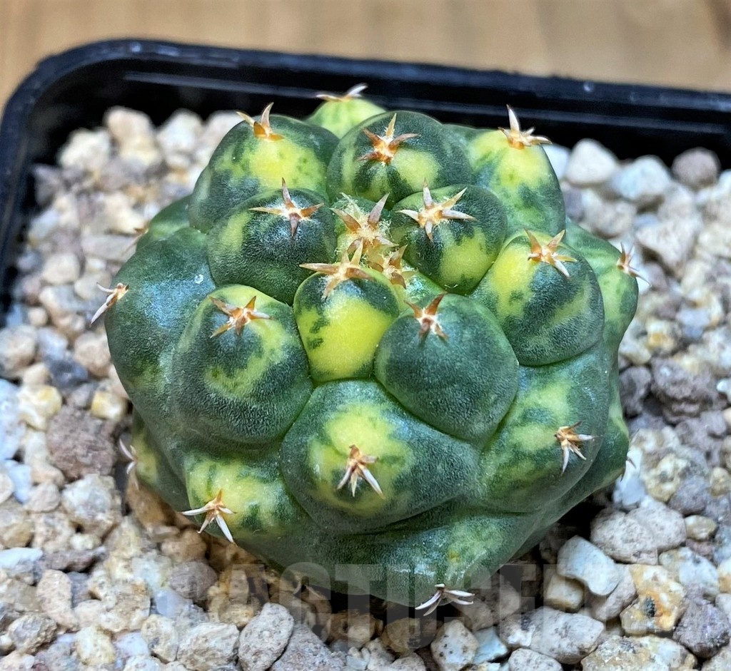 SH19466 Coryphantha elephantidens 'Titan' f. variegata – Bild 2