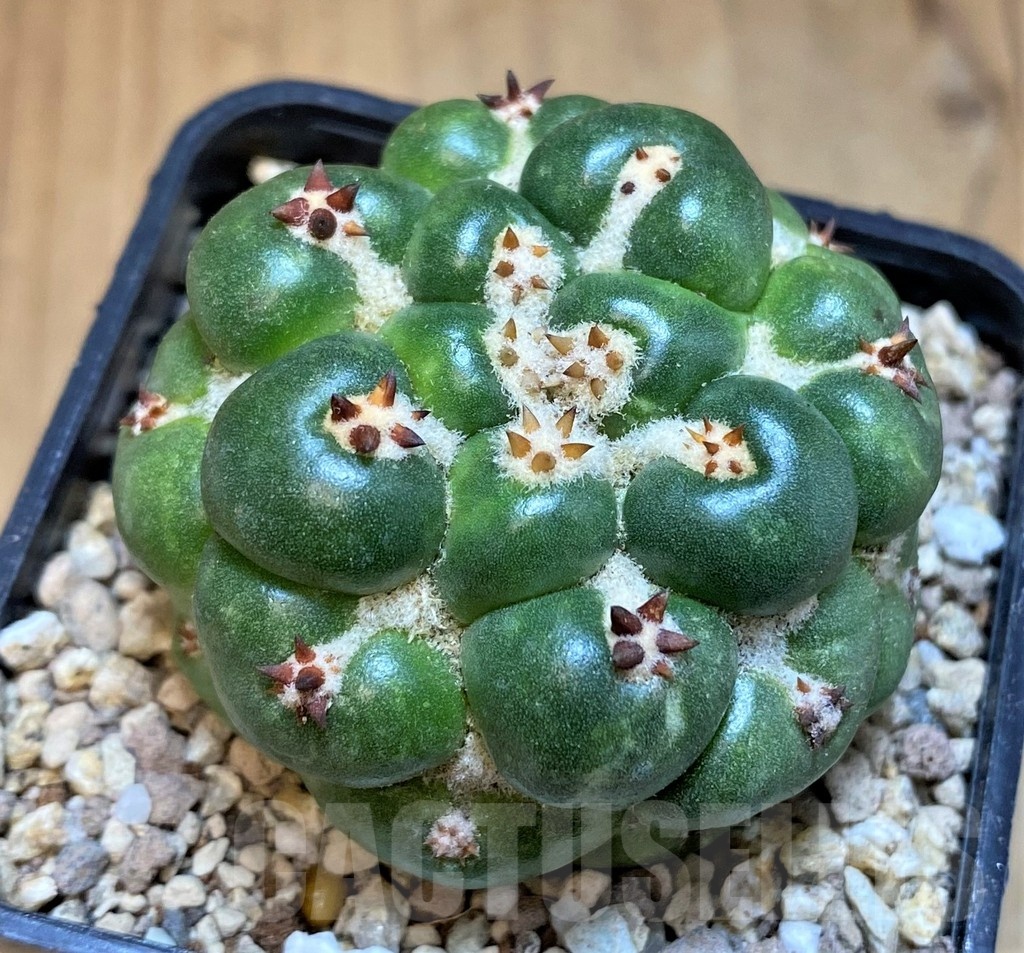 SH19468 Coryphantha elephantidens 'Watchava'