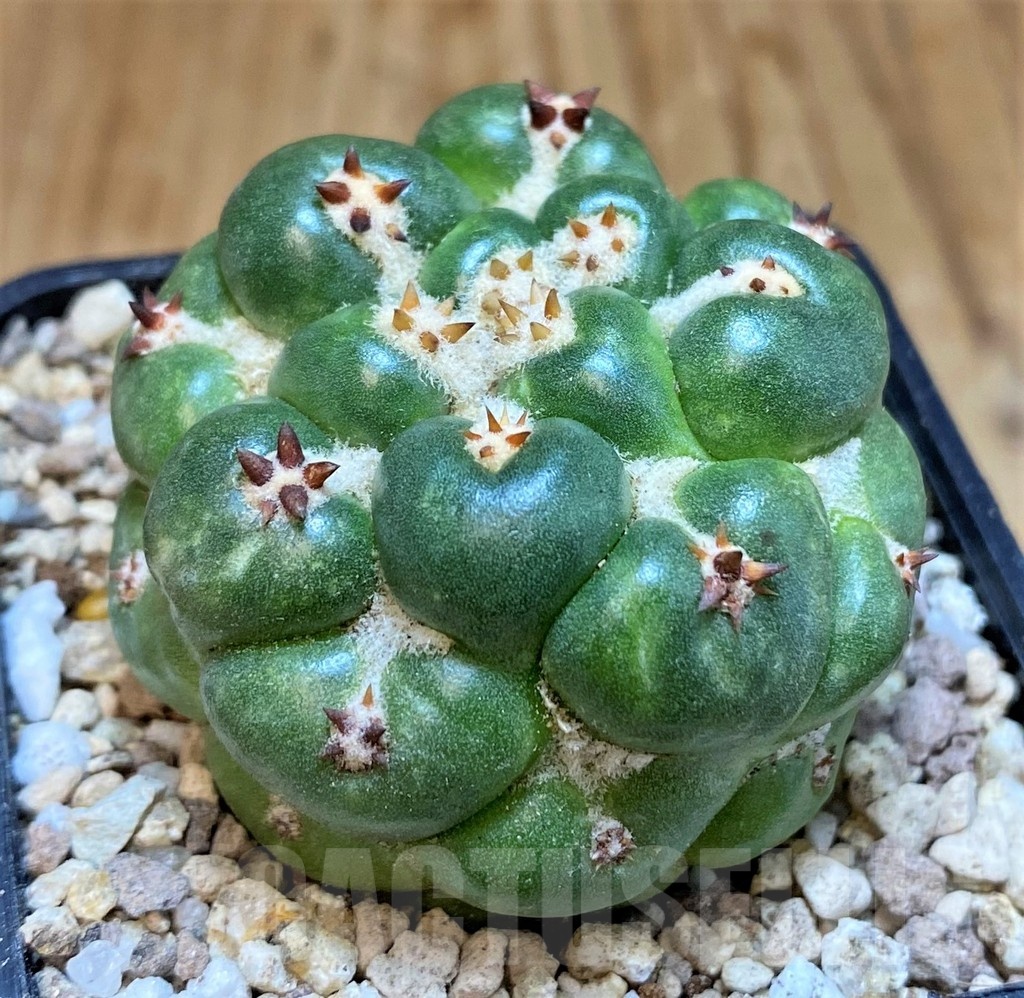 SH19468 Coryphantha elephantidens 'Watchava' - Image 2