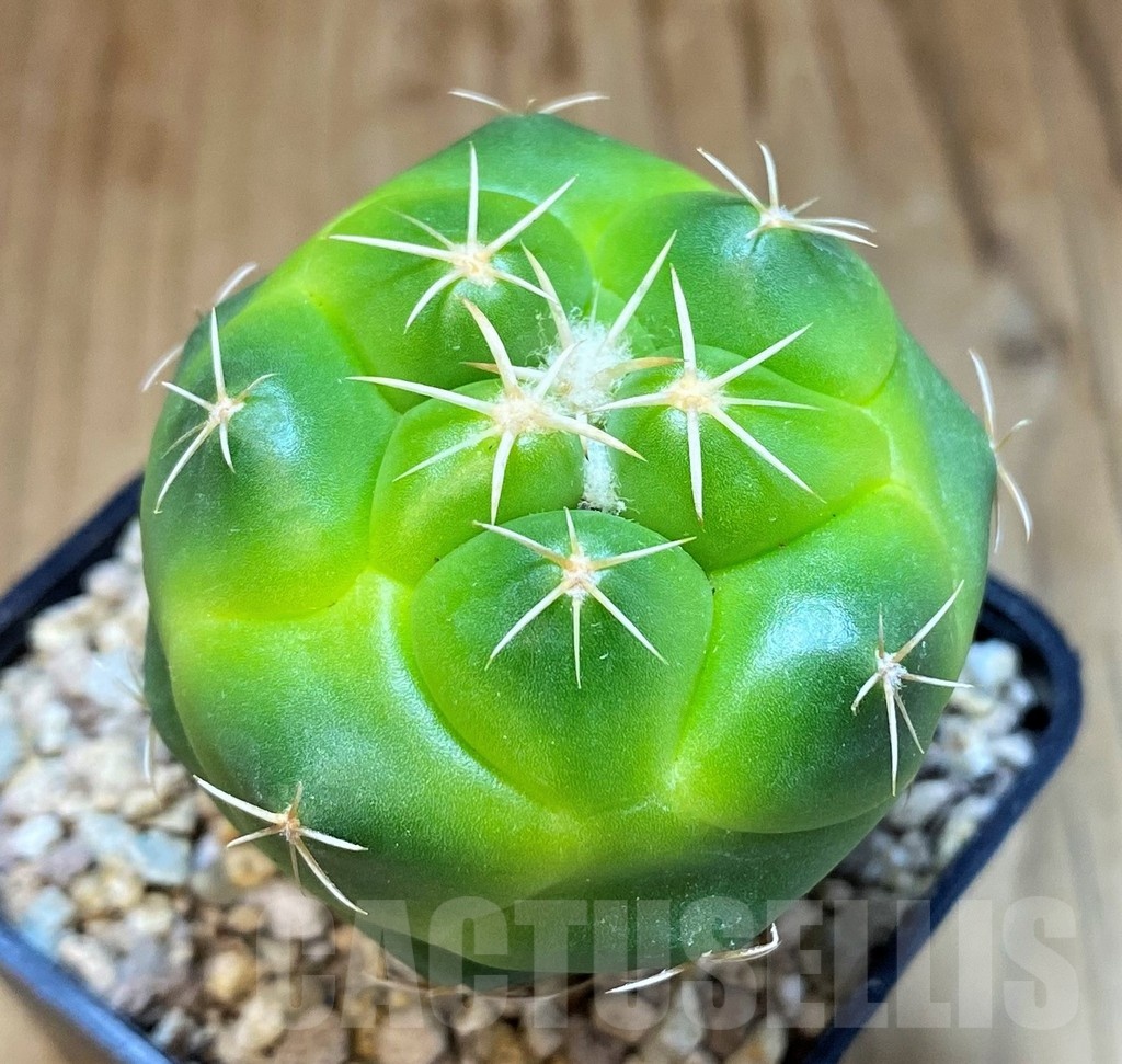 SH19469 Coryphantha elephantidens 'Lemon'