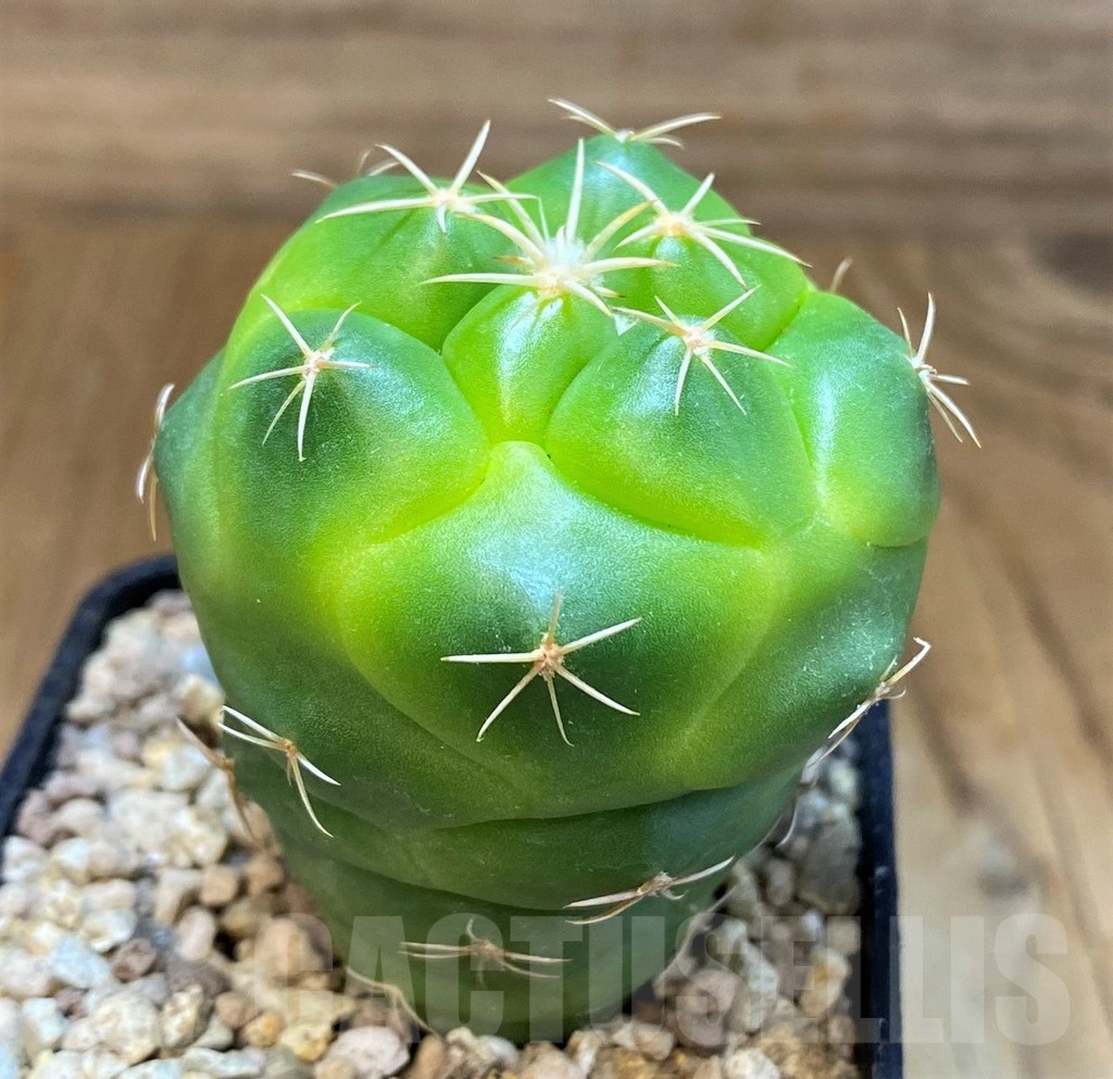 SH19469 Coryphantha elephantidens 'Lemon' – Image 2
