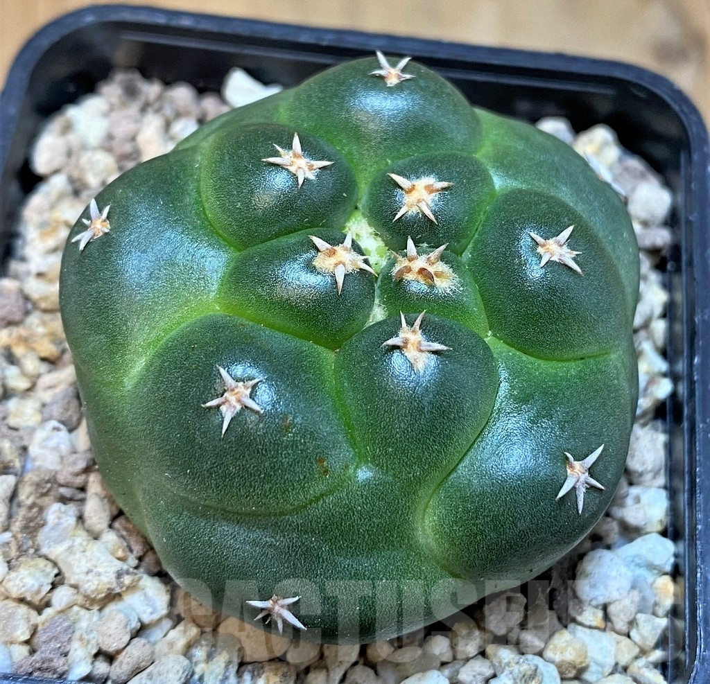SH19471 Coryphantha elephantidens 'Titan' - Зображення 2