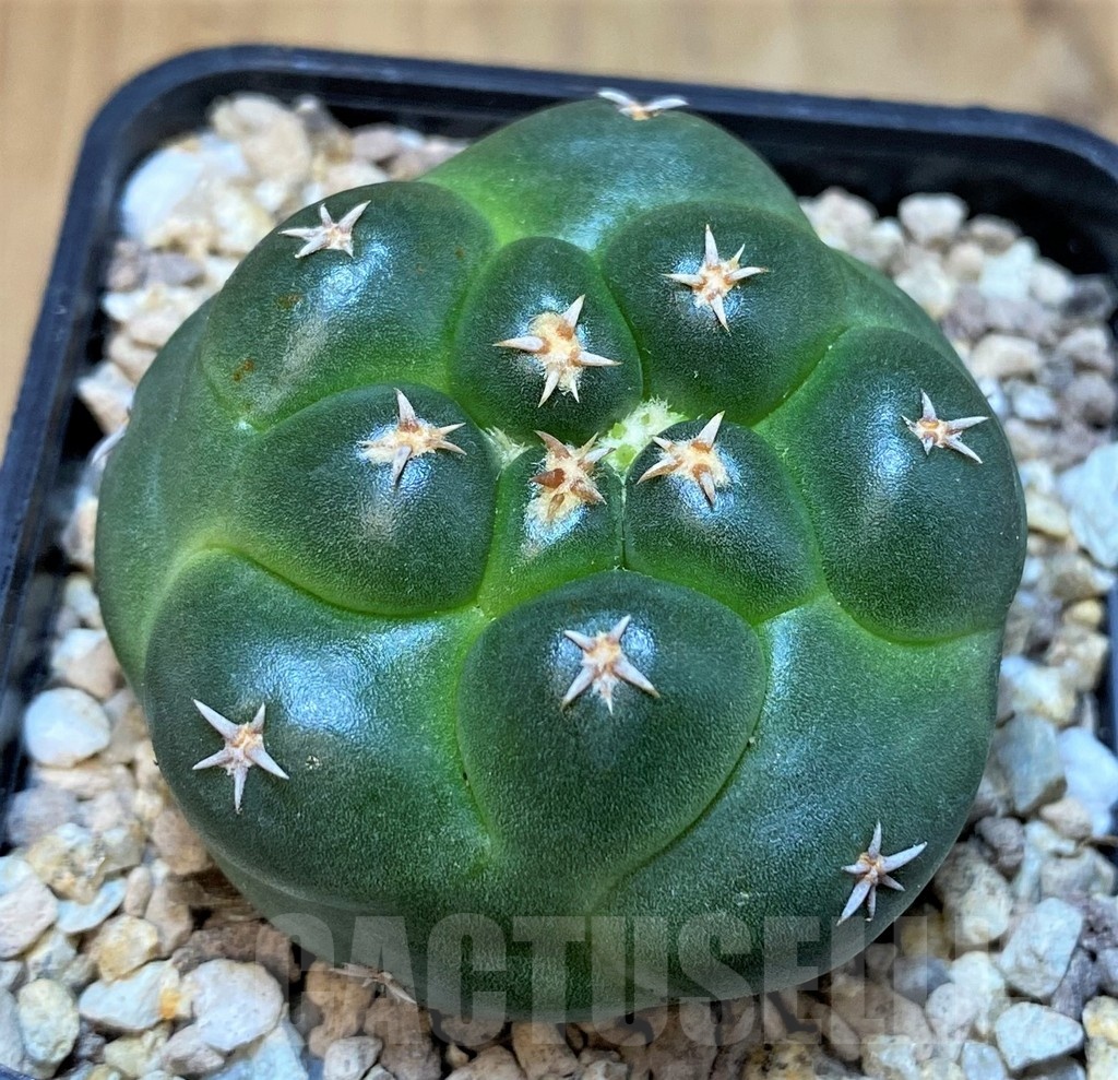 SH19471 Coryphantha elephantidens 'Titan'