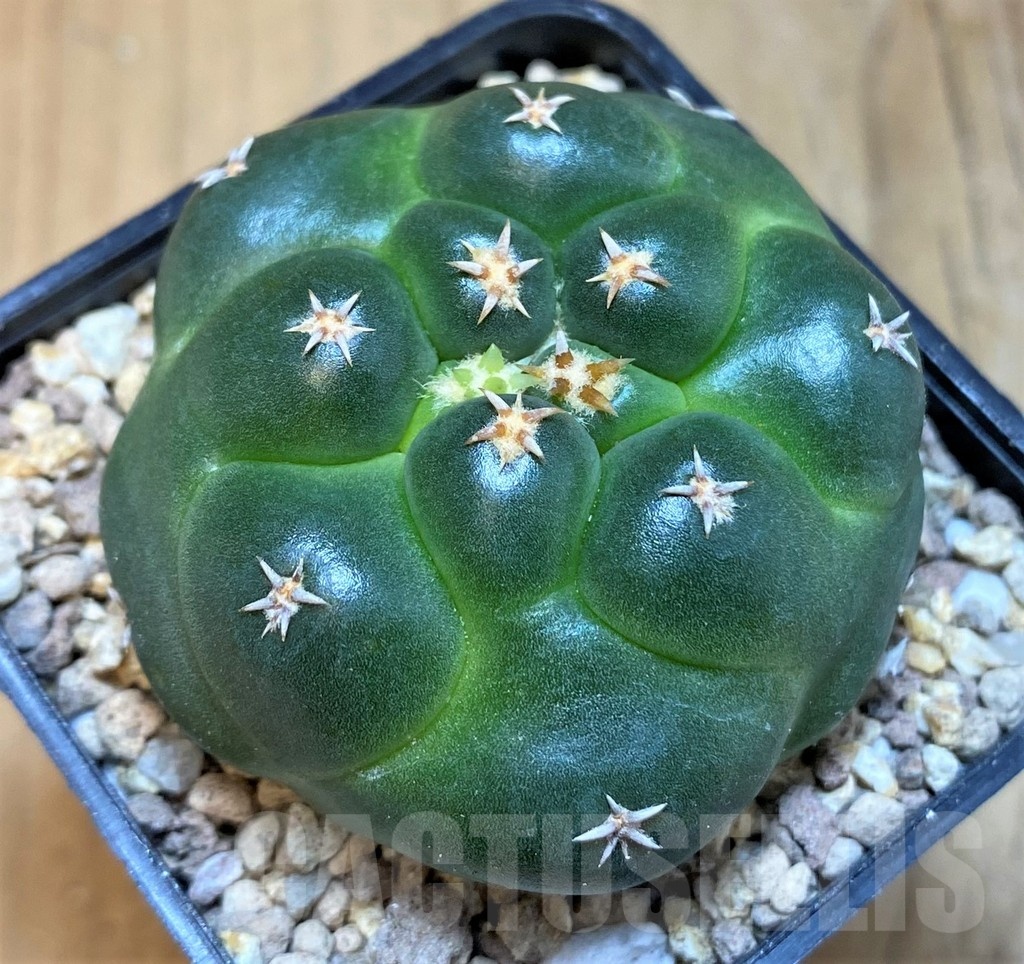 SH19472 Coryphantha elephantidens 'Titan' - Зображення 2