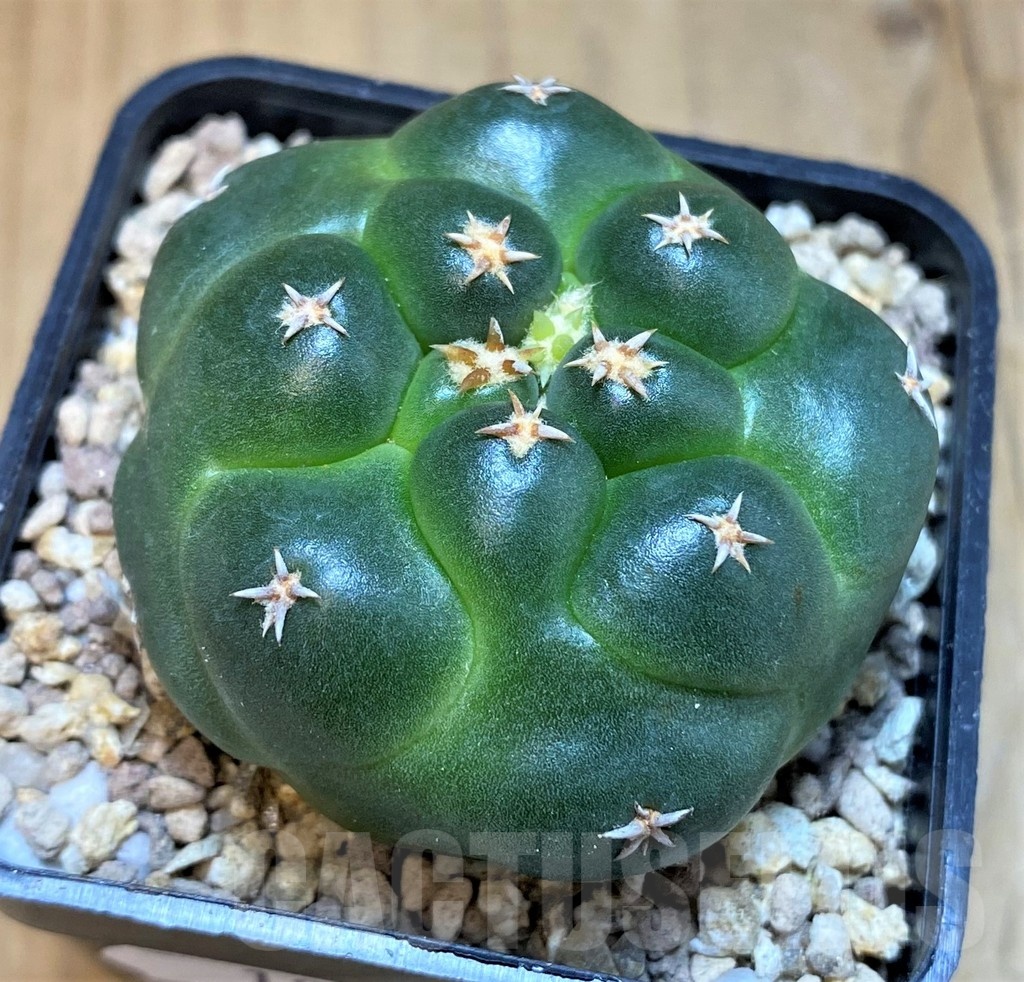 SH19472 Coryphantha elephantidens 'Titan'