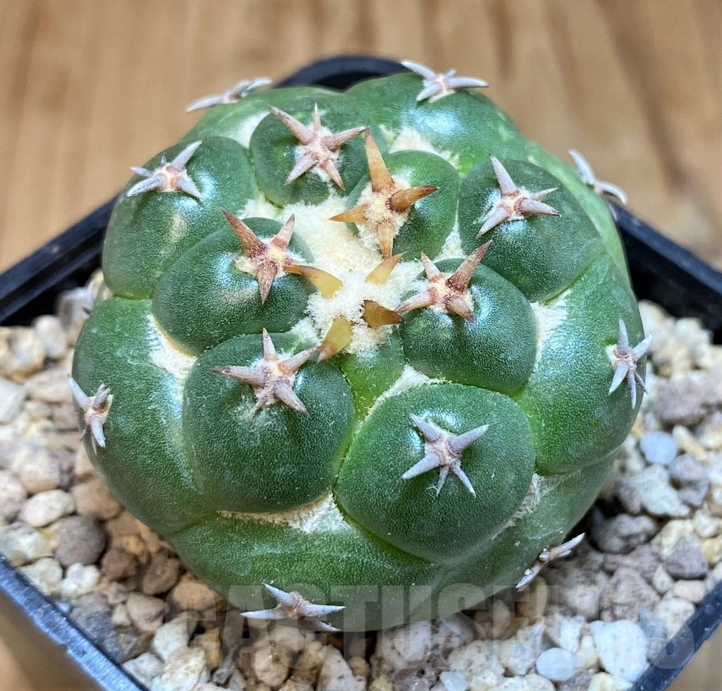 SH19474 Coryphantha elephantidens 'Double Thorns'