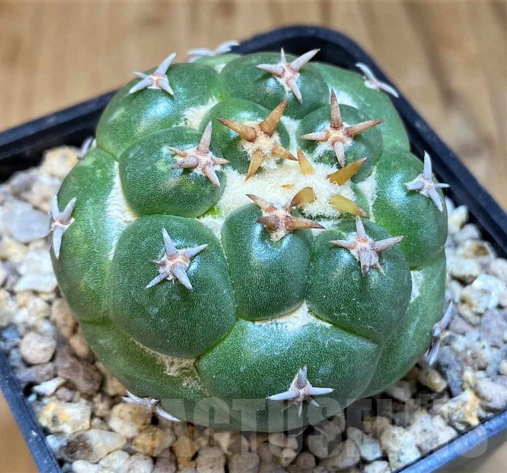 SH19474 Coryphantha elephantidens 'Double Thorns' - immagine 2