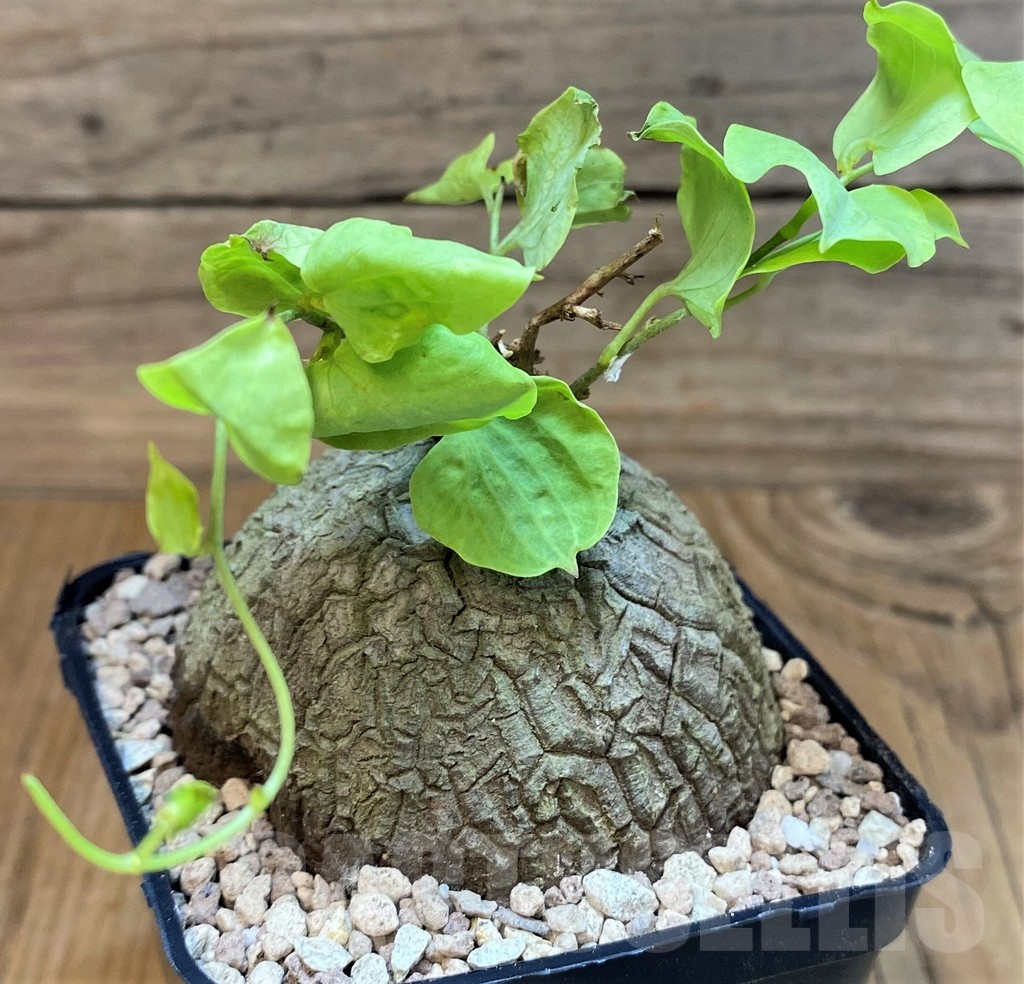 SH19475 Dioscorea sylvatica - Image 2