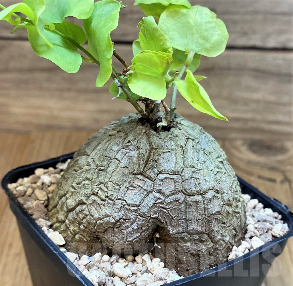 SH19475 Dioscorea sylvatica