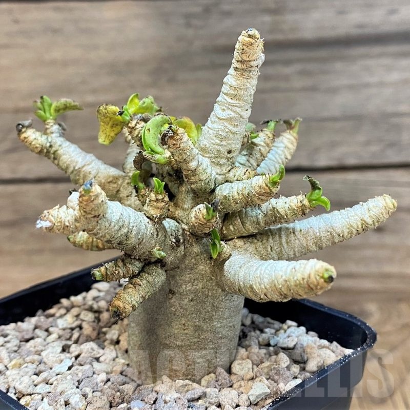 SH19477 Adenium arabicum DHA