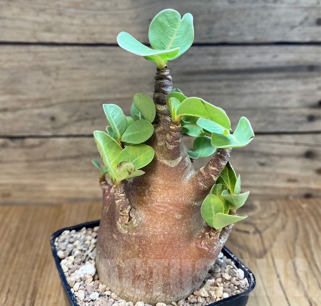 SH12478 Adenium arabicum 'Black Body'