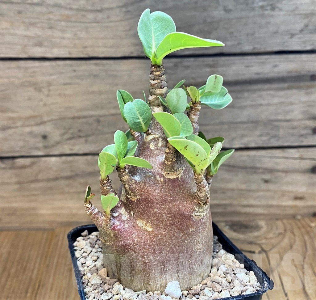 SH12478 Adenium arabicum 'Black Body' - Image 2