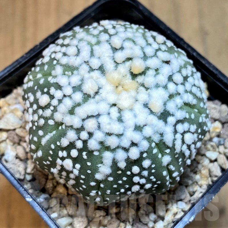 SH19449 Astrophytum asterias 'Hanazono'