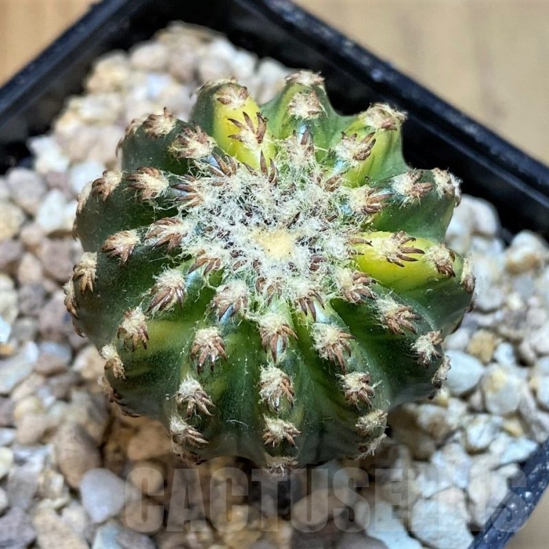 SH19451 Discocactus horstii f. variegata