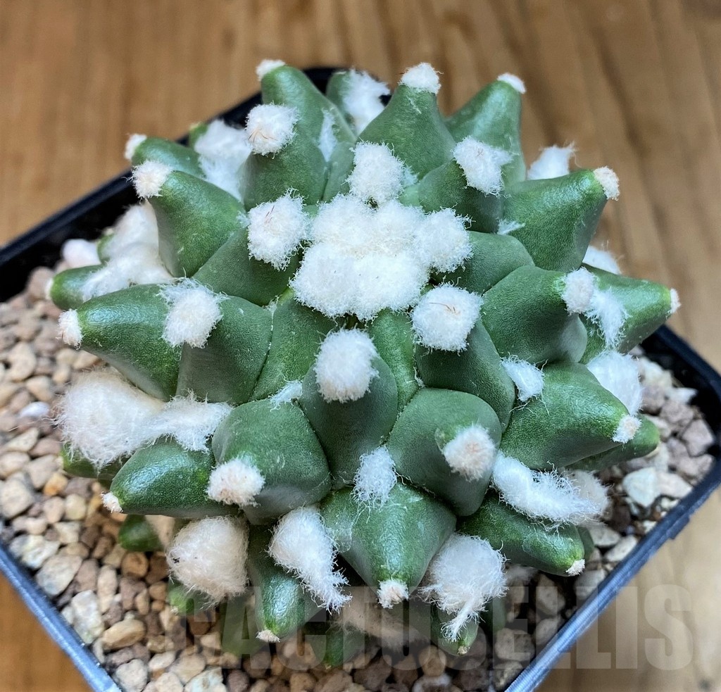 SH19453 Mammillaria bucareliensis ‘Erusamu’