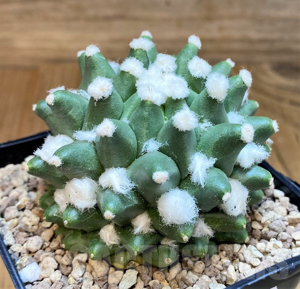 SH19453 Mammillaria bucareliensis ‘Erusamu’ - Image 2