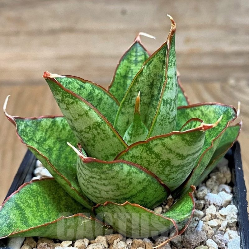 SH19644 Sansevieria ‘Snow Lotus'