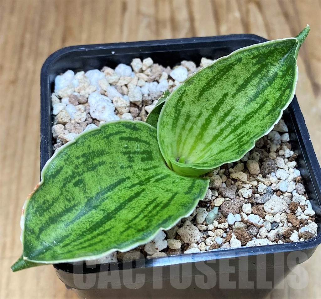 SH19649 Sansevieria 'Cleopatra'