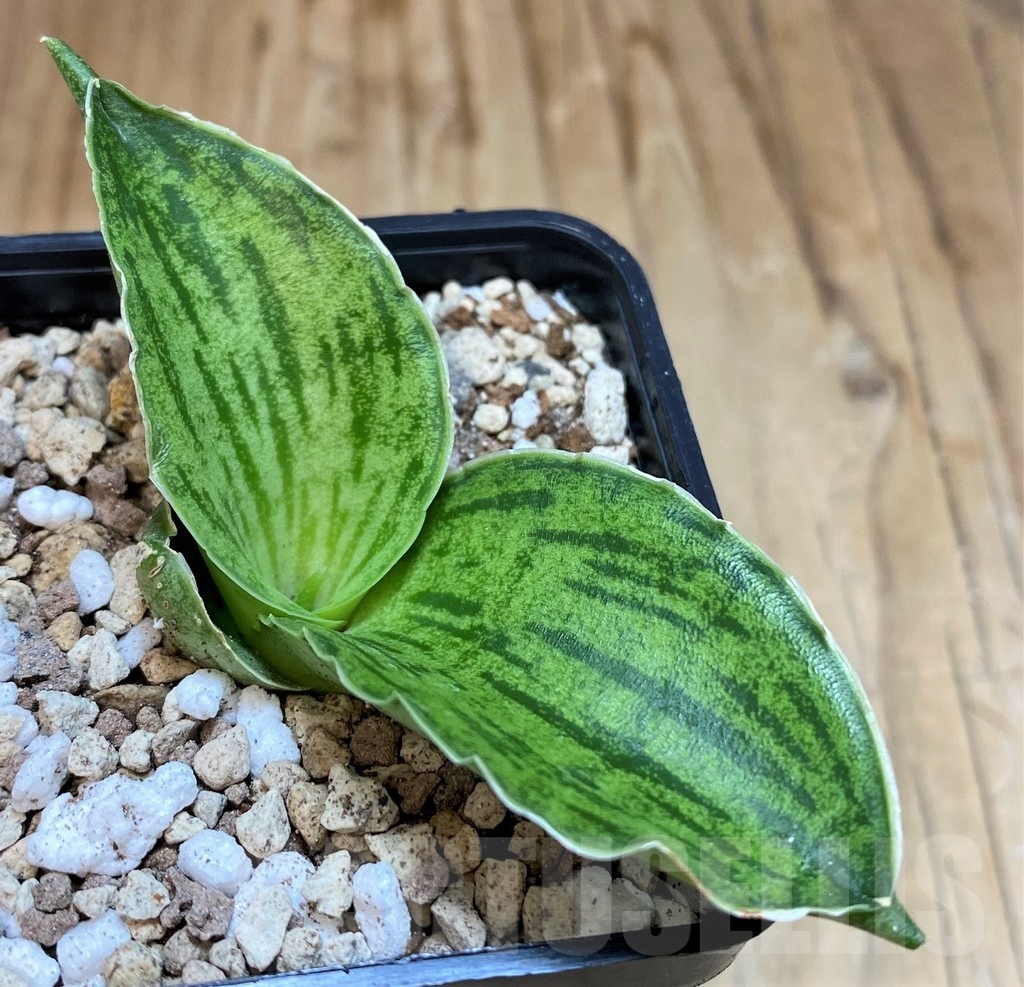 SH19649 Sansevieria 'Cleopatra' - Image 2