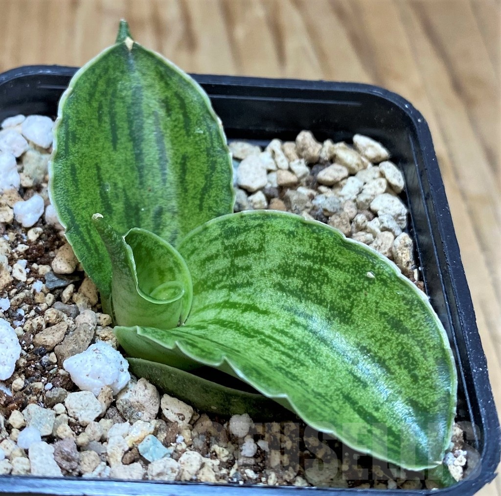 SH19650 Sansevieria 'Cleopatra'