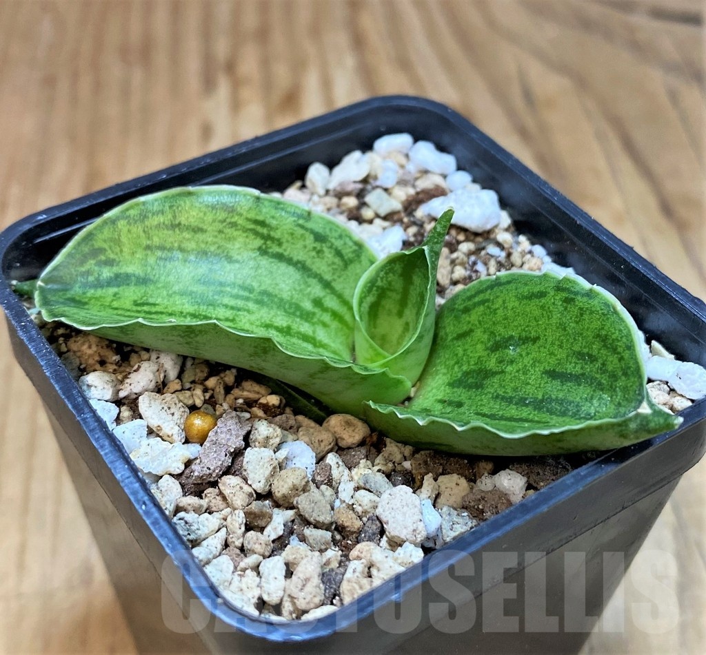 SH19650 Sansevieria 'Cleopatra' - Image 2