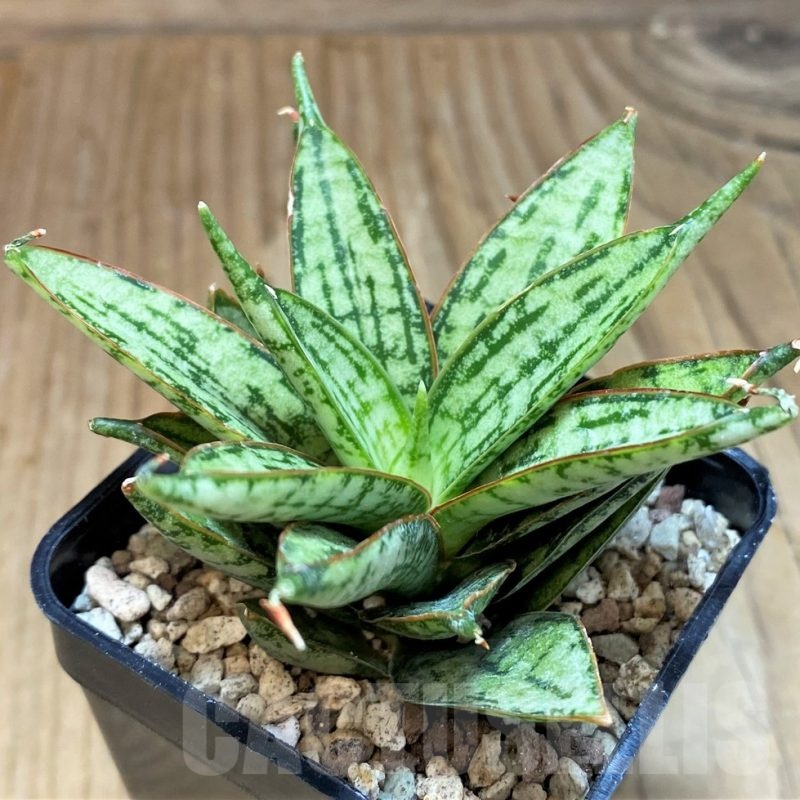 SH19652 Sansevieria ‘Margarita’