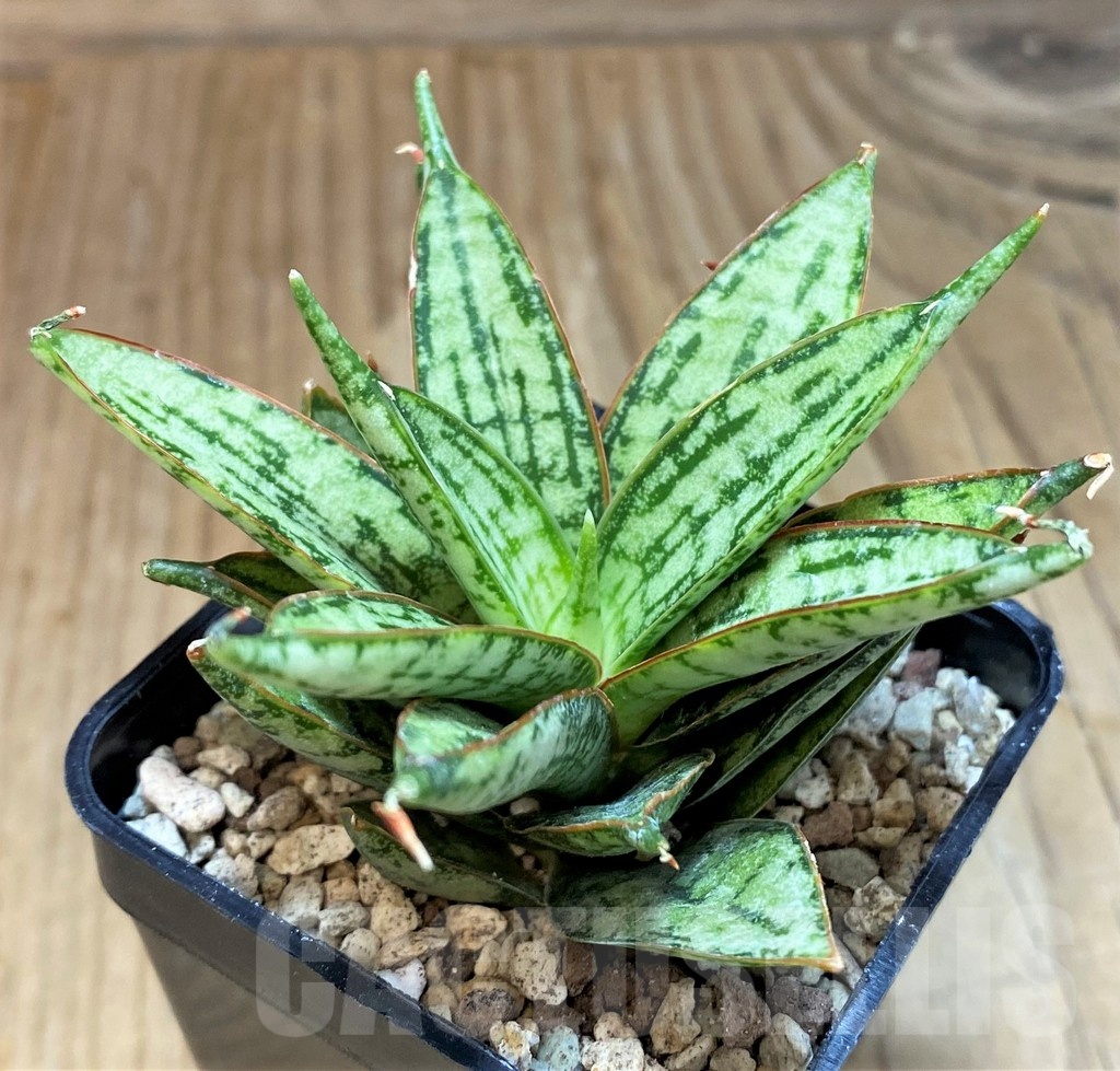 SH19652 Sansevieria ‘Margarita’