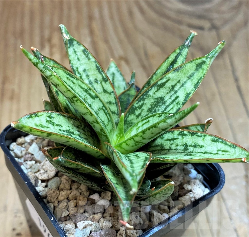 SH19652 Sansevieria ‘Margarita’ - immagine 2