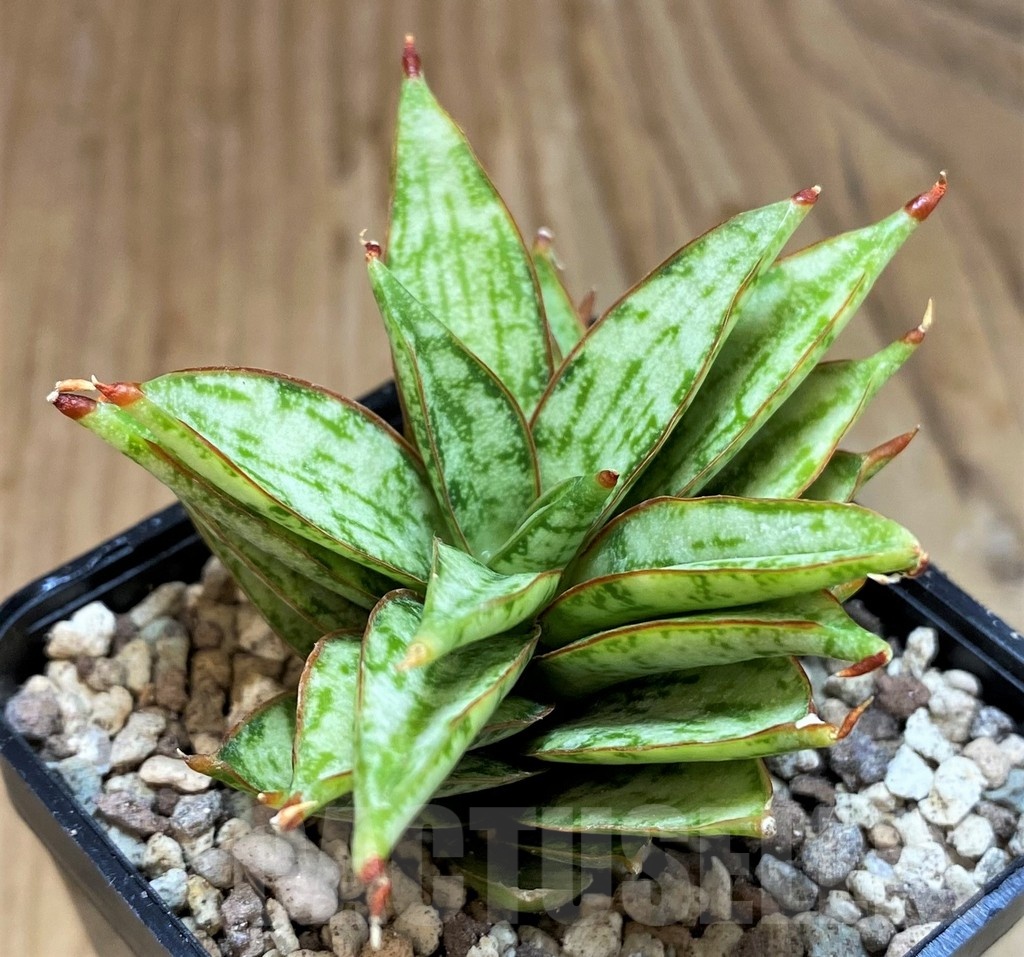 SH19653 Sansevieria ‘Margarita’ - Image 2