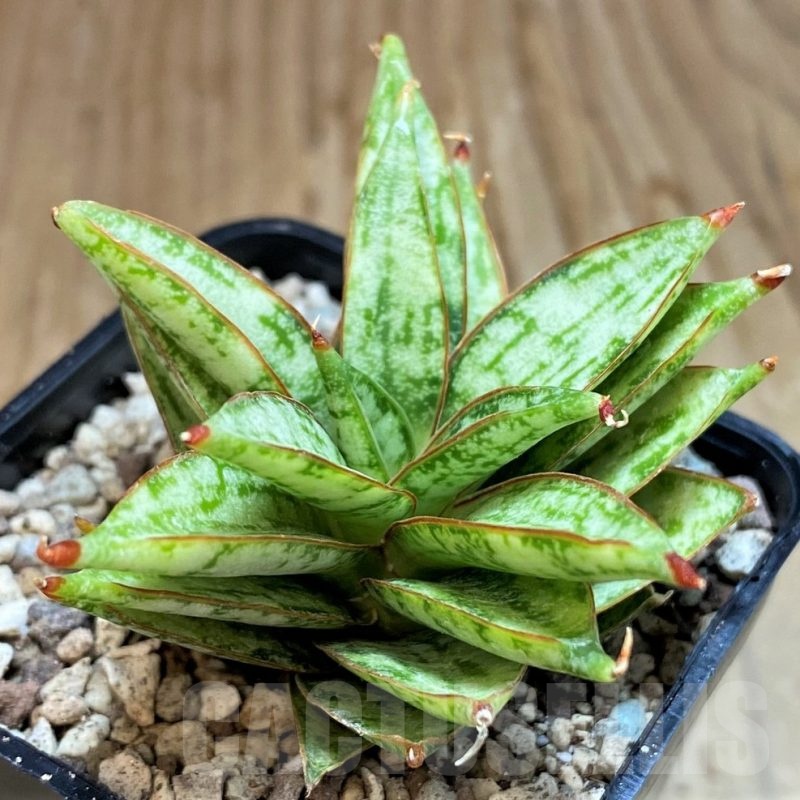 SH19653 Sansevieria ‘Margarita’