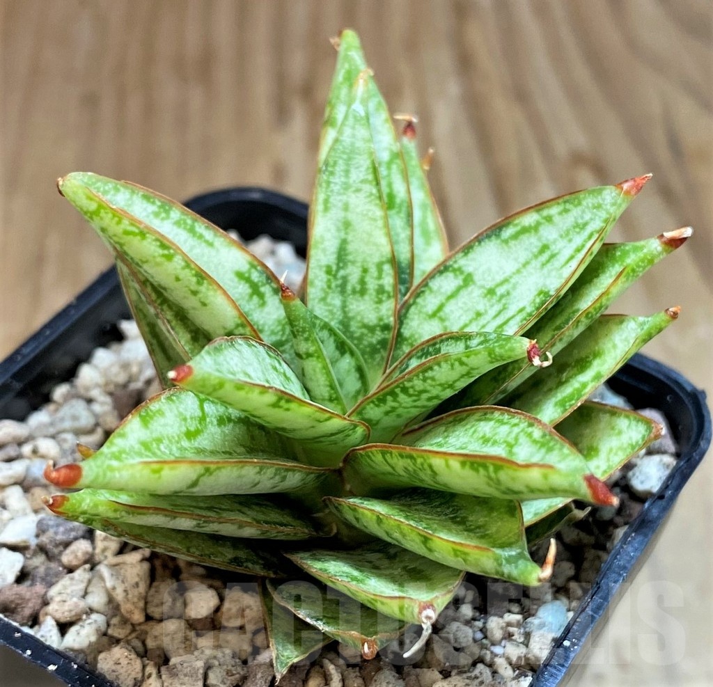 SH19653 Sansevieria ‘Margarita’