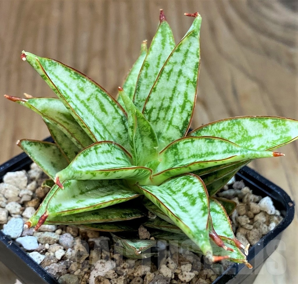 SH19654 Sansevieria ‘Margarita’