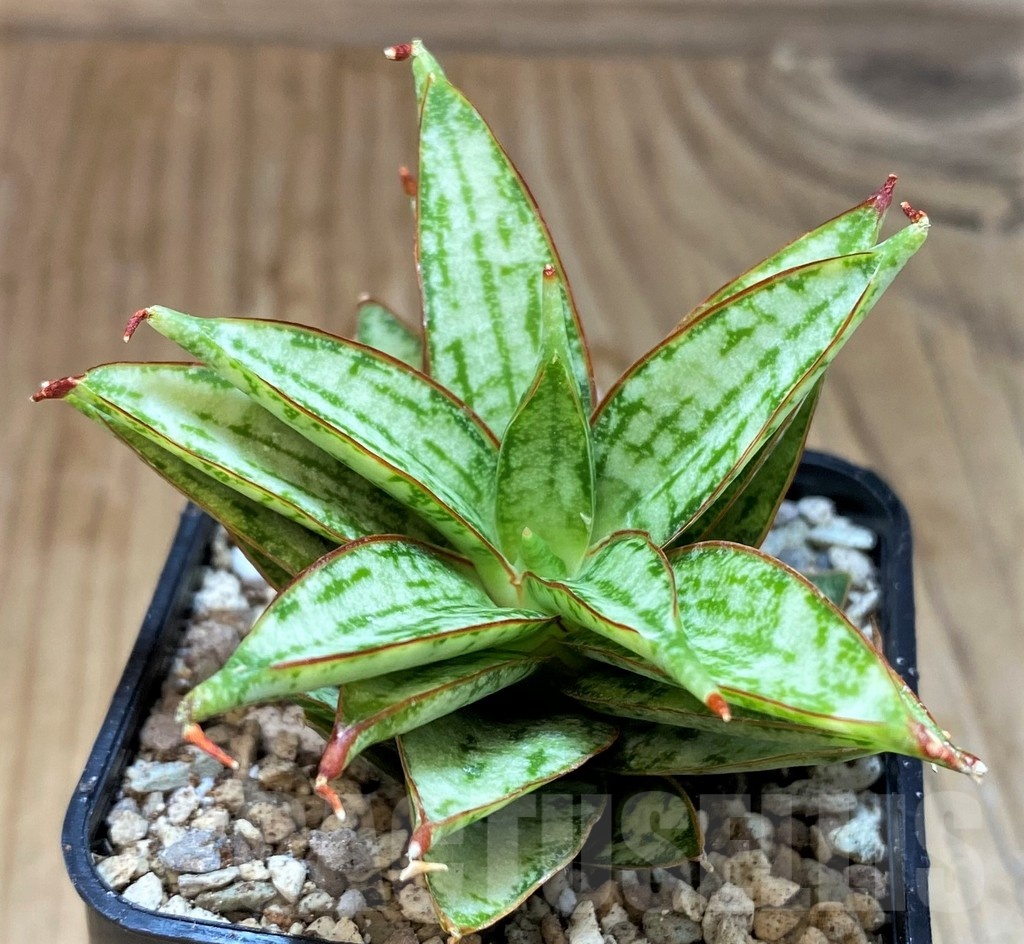 SH19654 Sansevieria ‘Margarita’ - immagine 2