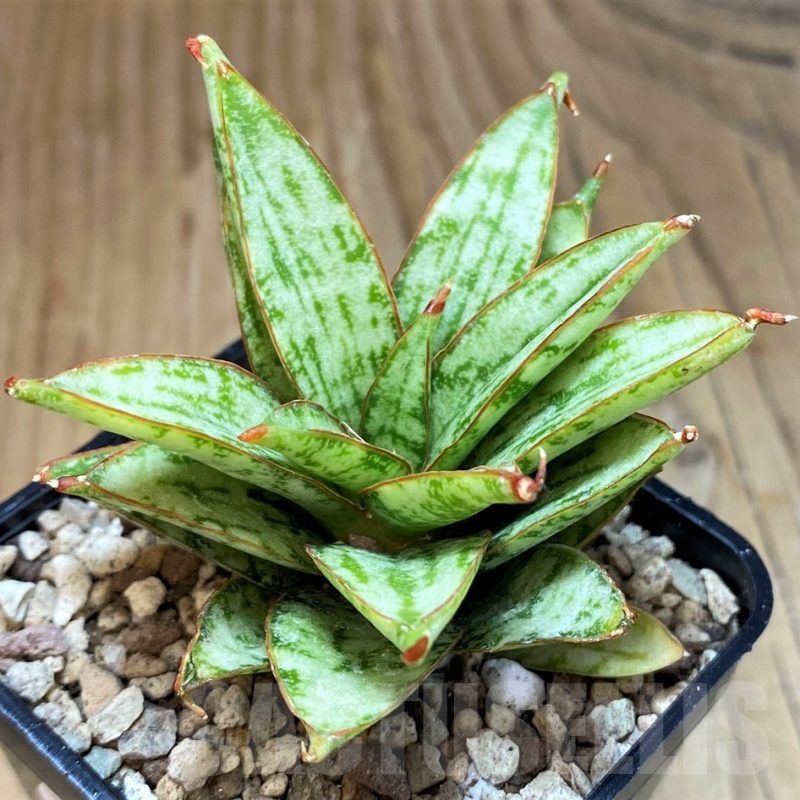 SH19655 Sansevieria ‘Margarita’
