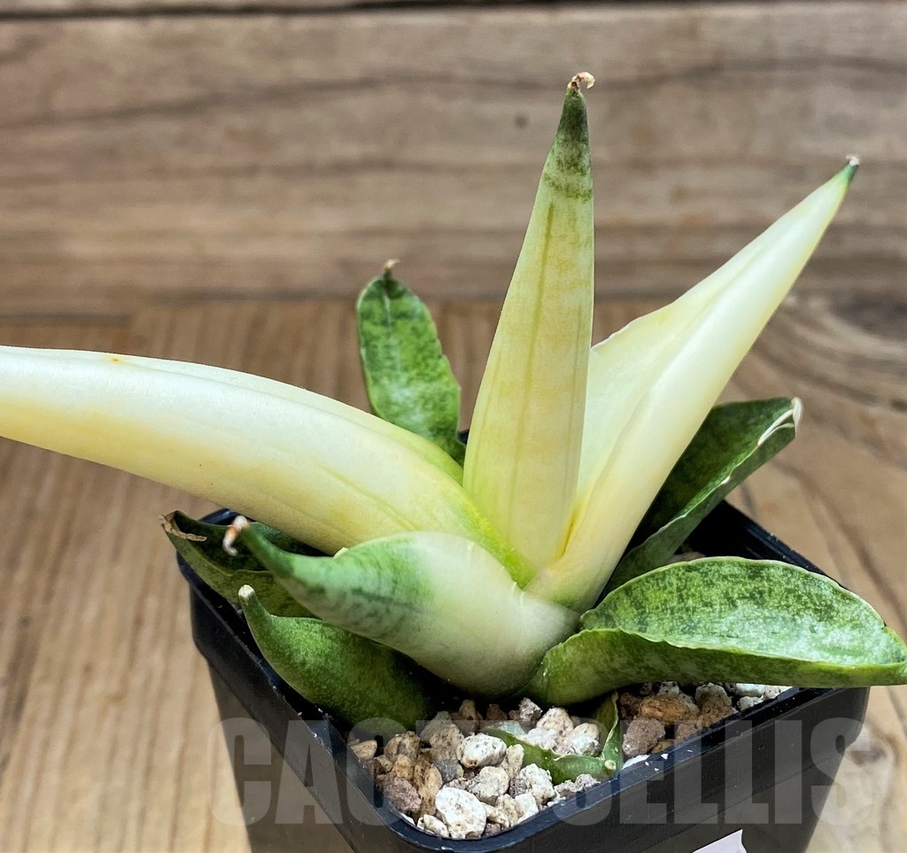SH19656 Sansevieria ‘Boncel angel’ - Obrázek 2