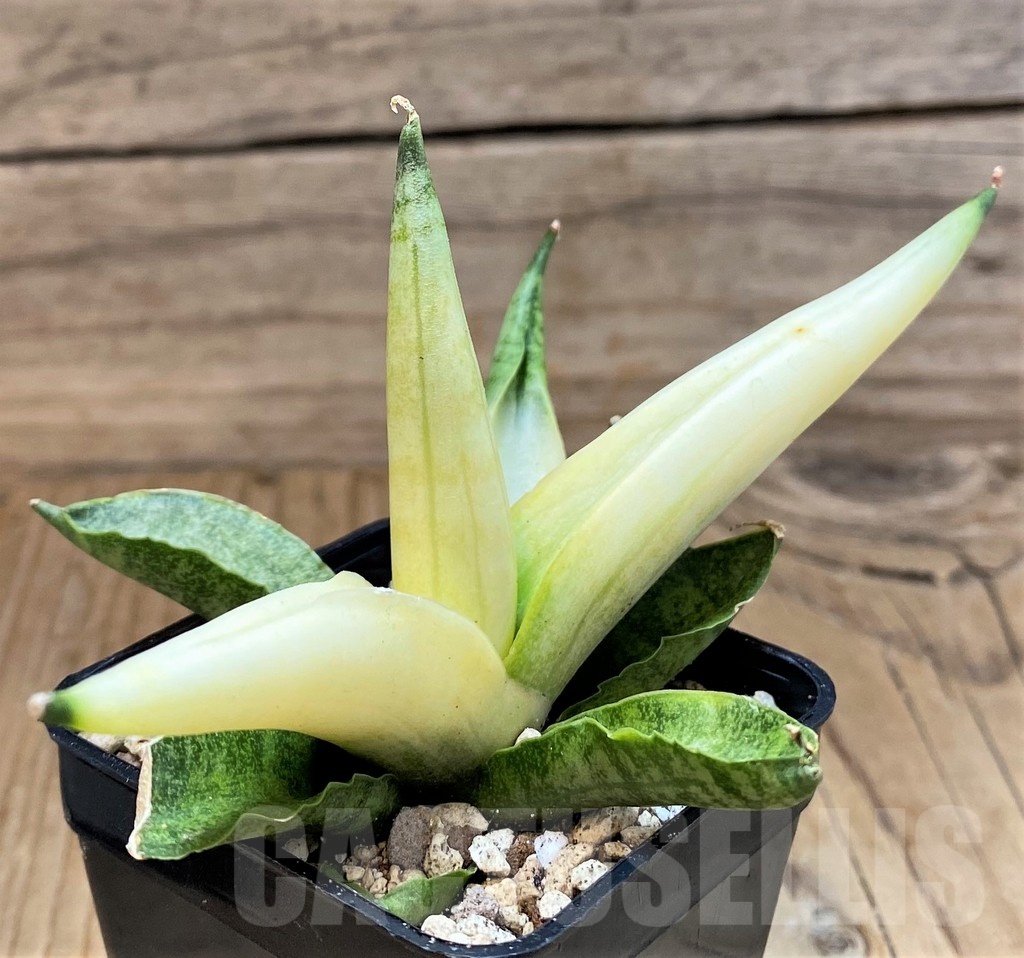 SH19656 Sansevieria ‘Boncel angel’