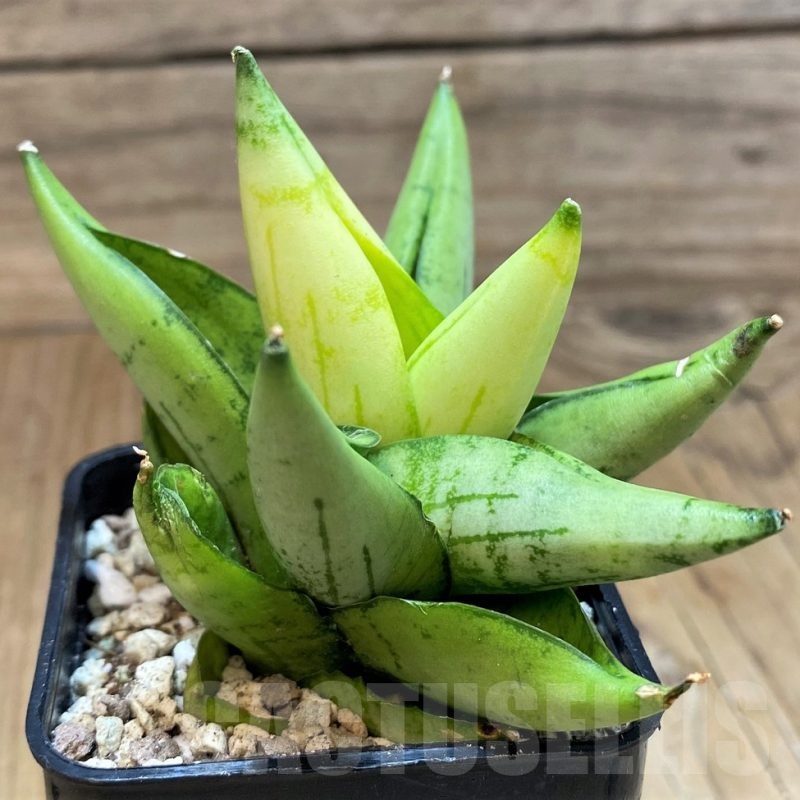 SH19657 Sansevieria ‘Mini Gold’