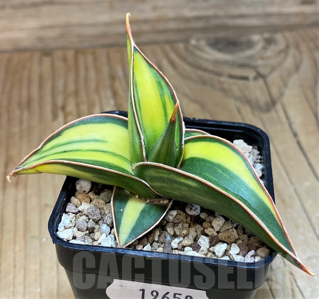 SH19658 Sansevieria Lav 23251