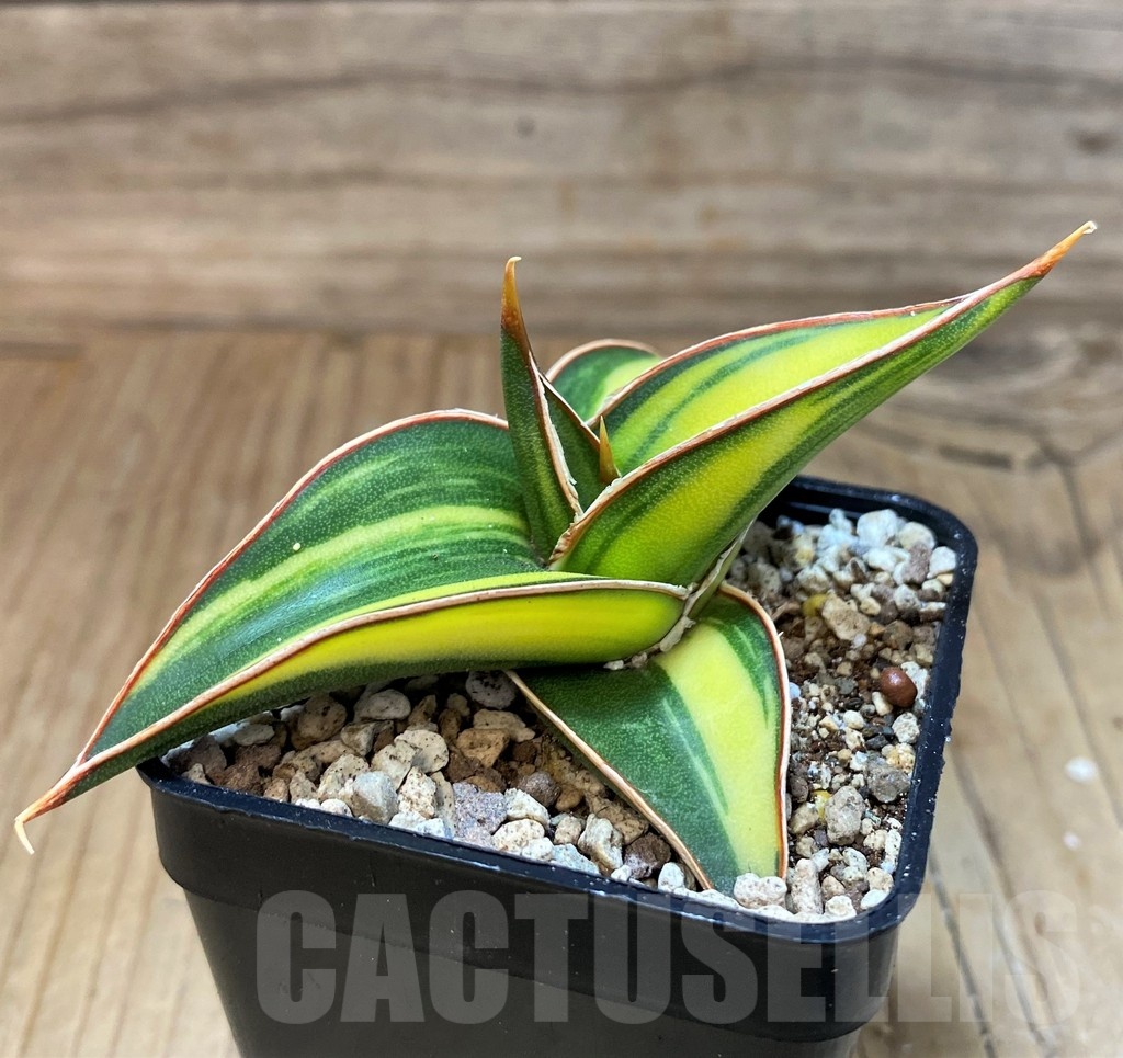 SH19658 Sansevieria Lav 23251 - Obrázek 2