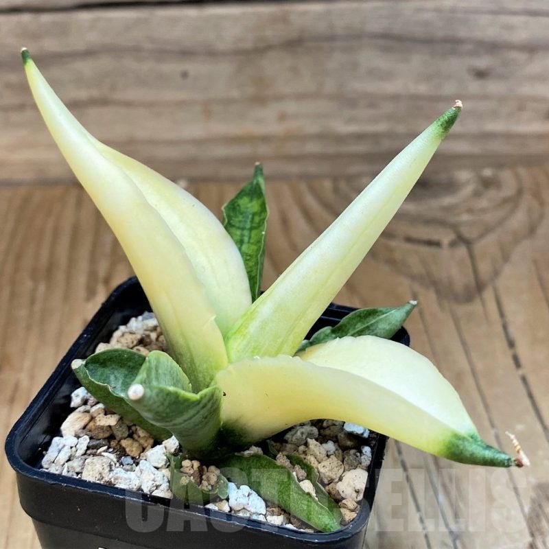 SH19663 Sansevieria ‘Boncel angel’