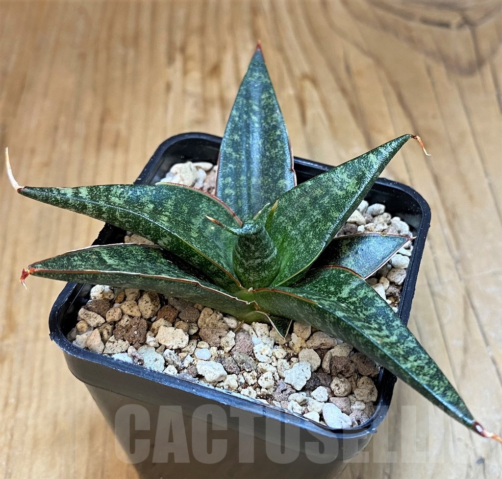 SH19664 Sansevieria 'Black Diamond' - Image 2