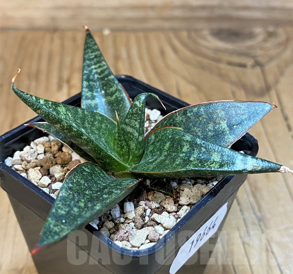 SH19664 Sansevieria 'Black Diamond'