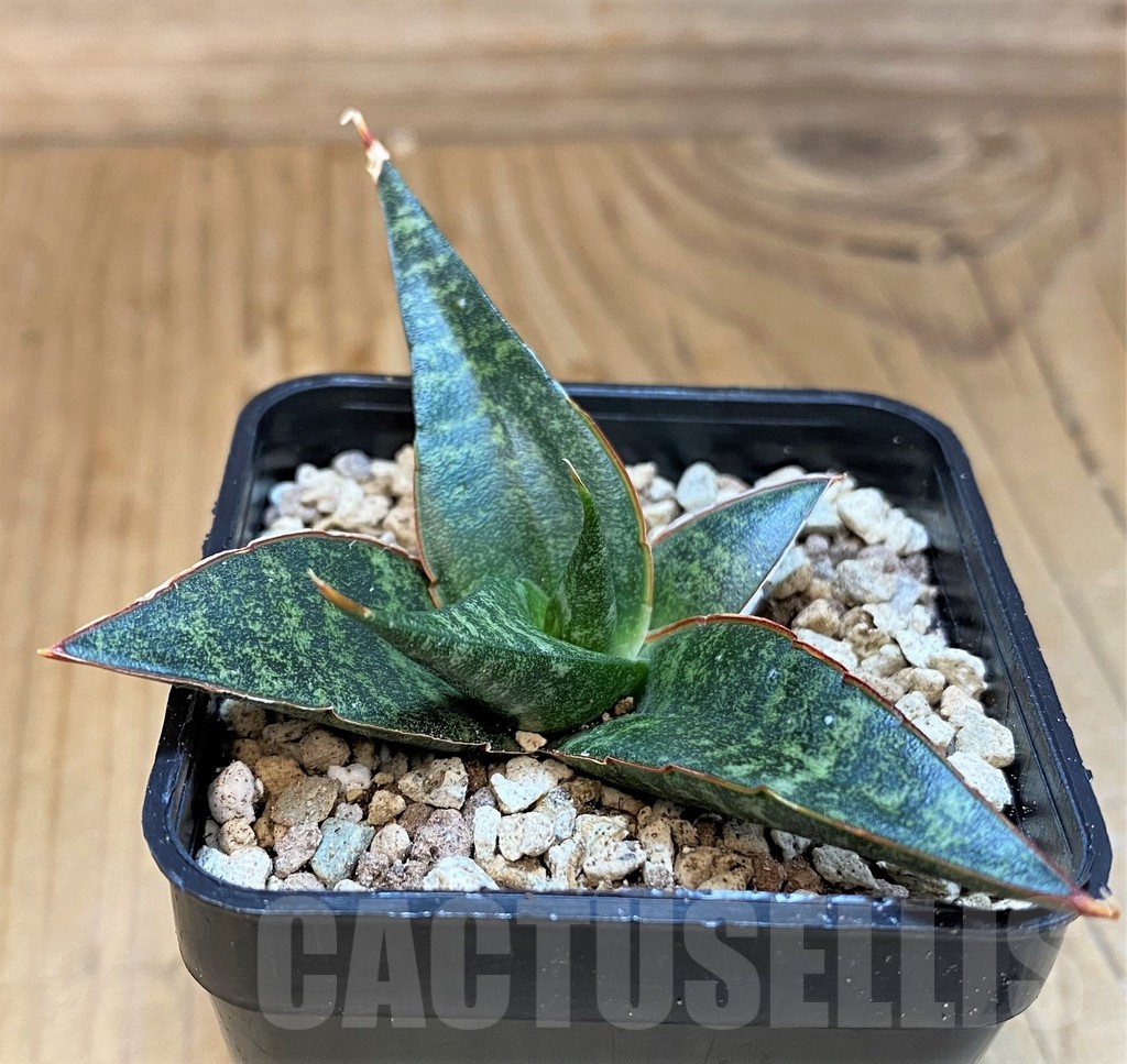 SH19665 Sansevieria 'Black Diamond' - Image 2